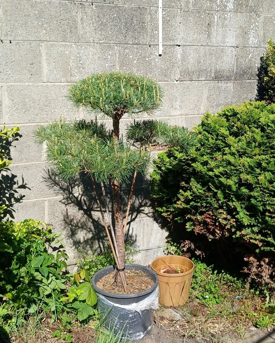 Pine tree - Image 1