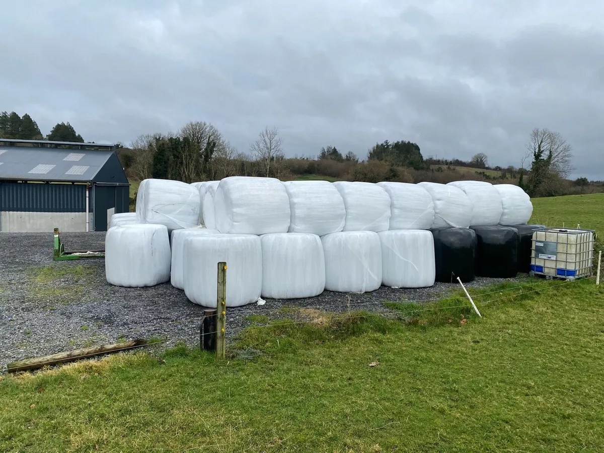 Silage Bales for Sale - Image 2