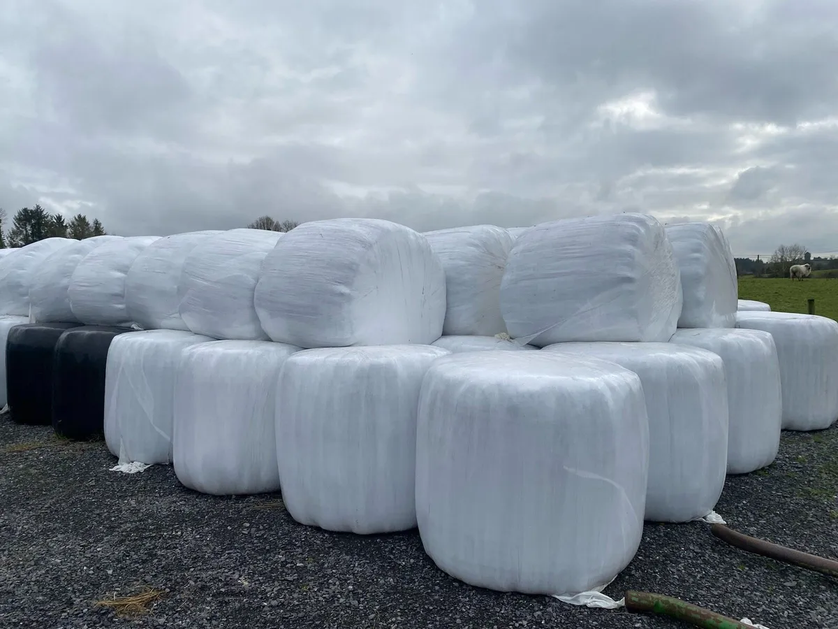 Silage Bales for Sale - Image 3