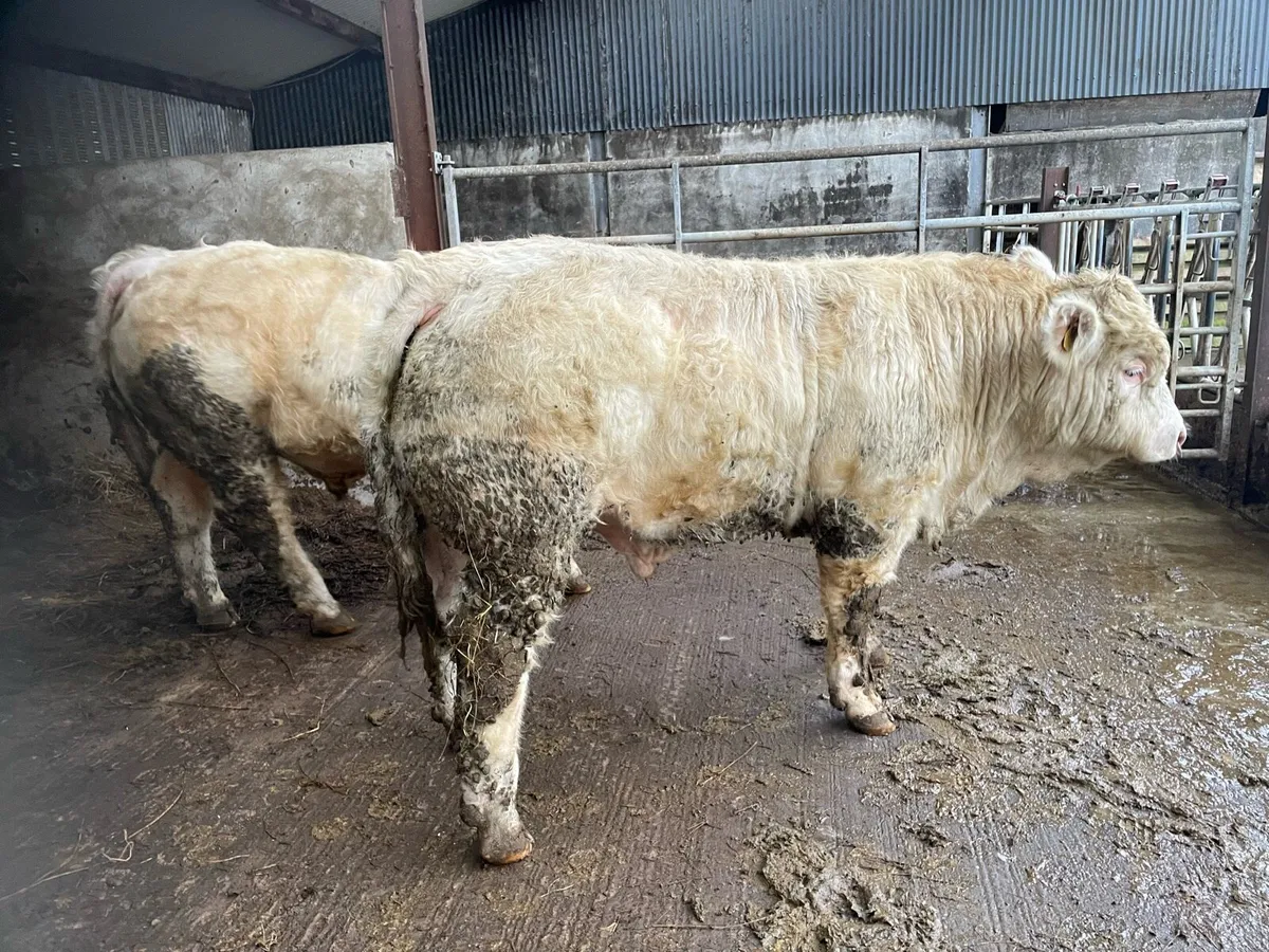 Purebred Charolais Bull - Image 1