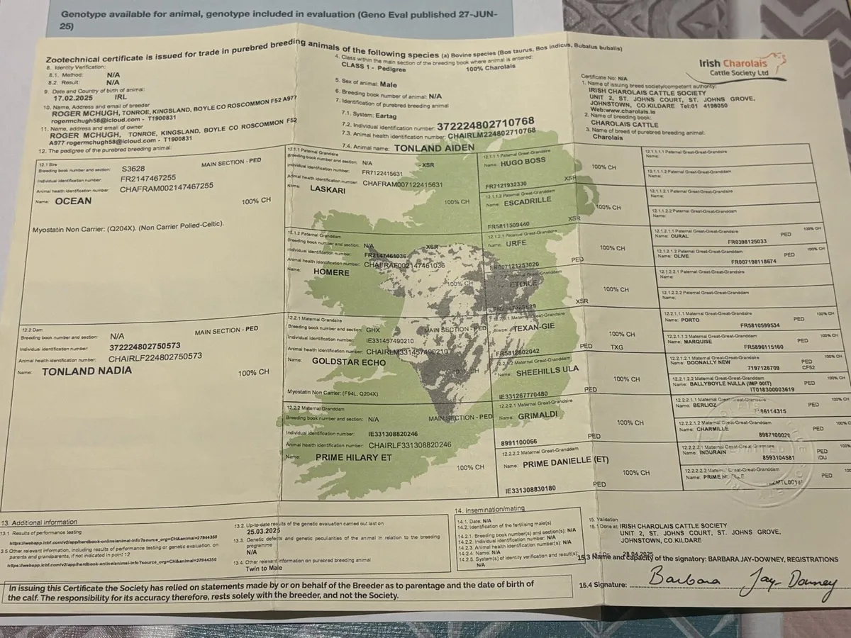 Purebred Charolais Bull - Image 2