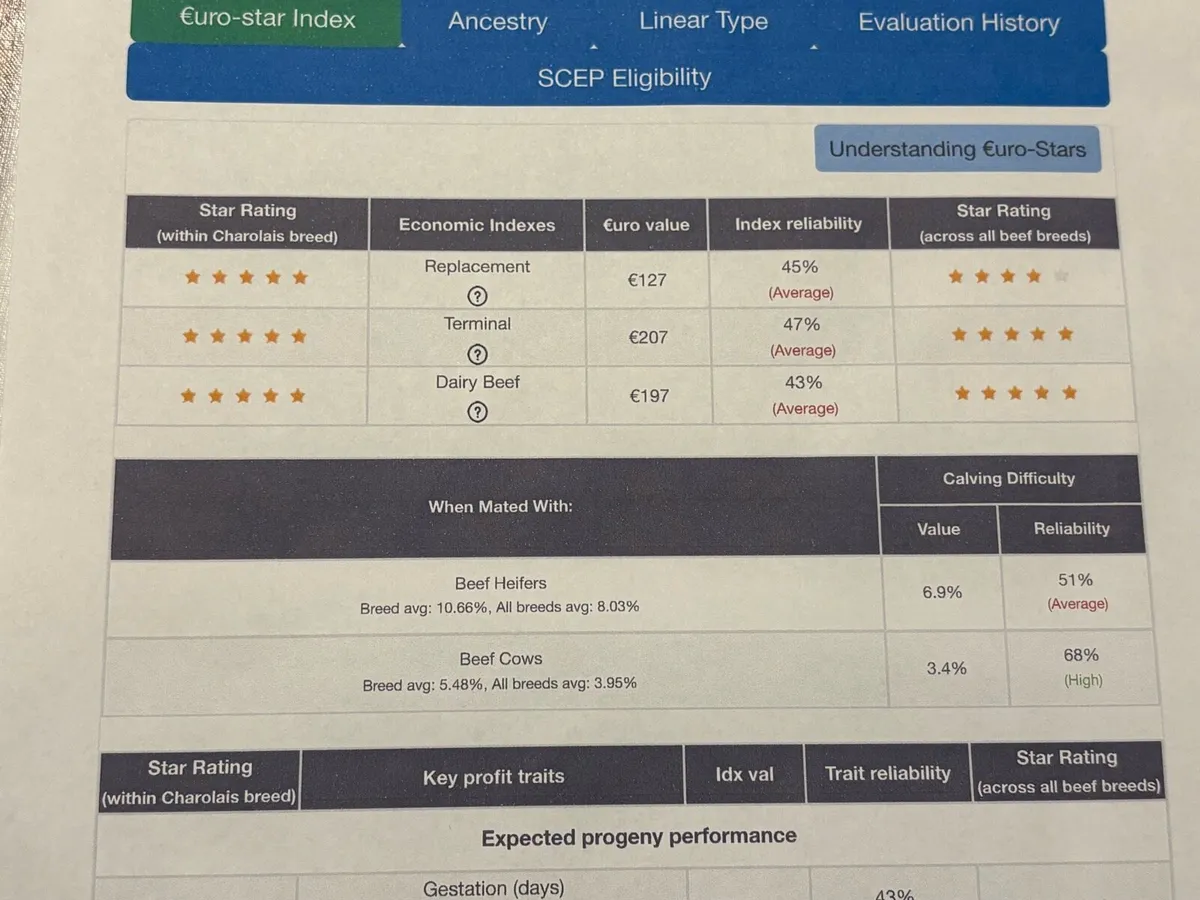 Purebred Charolais Bull - Image 3