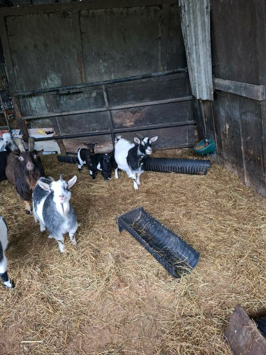 Pygmy Goats - Image 4