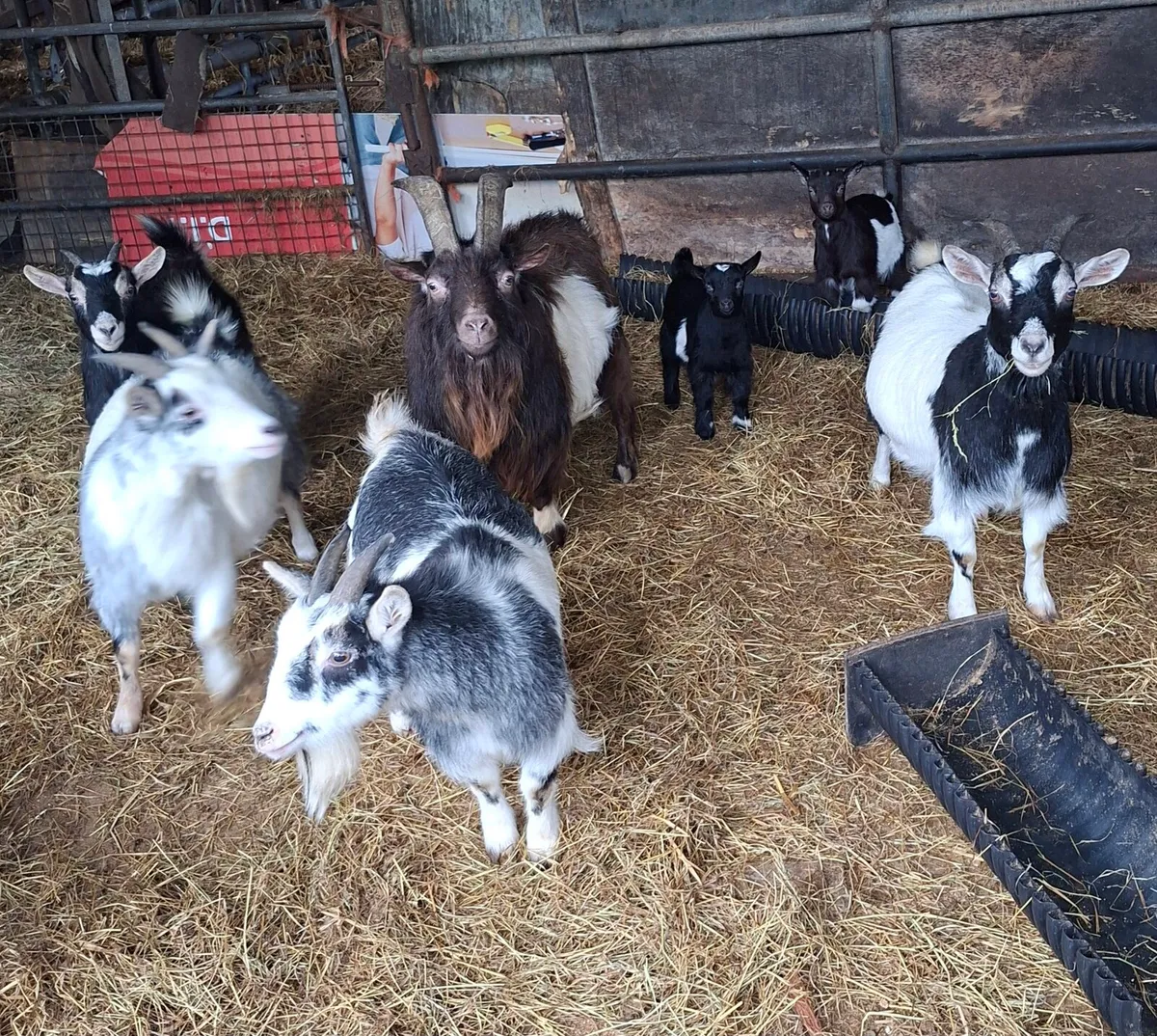 Pygmy Goats - Image 1