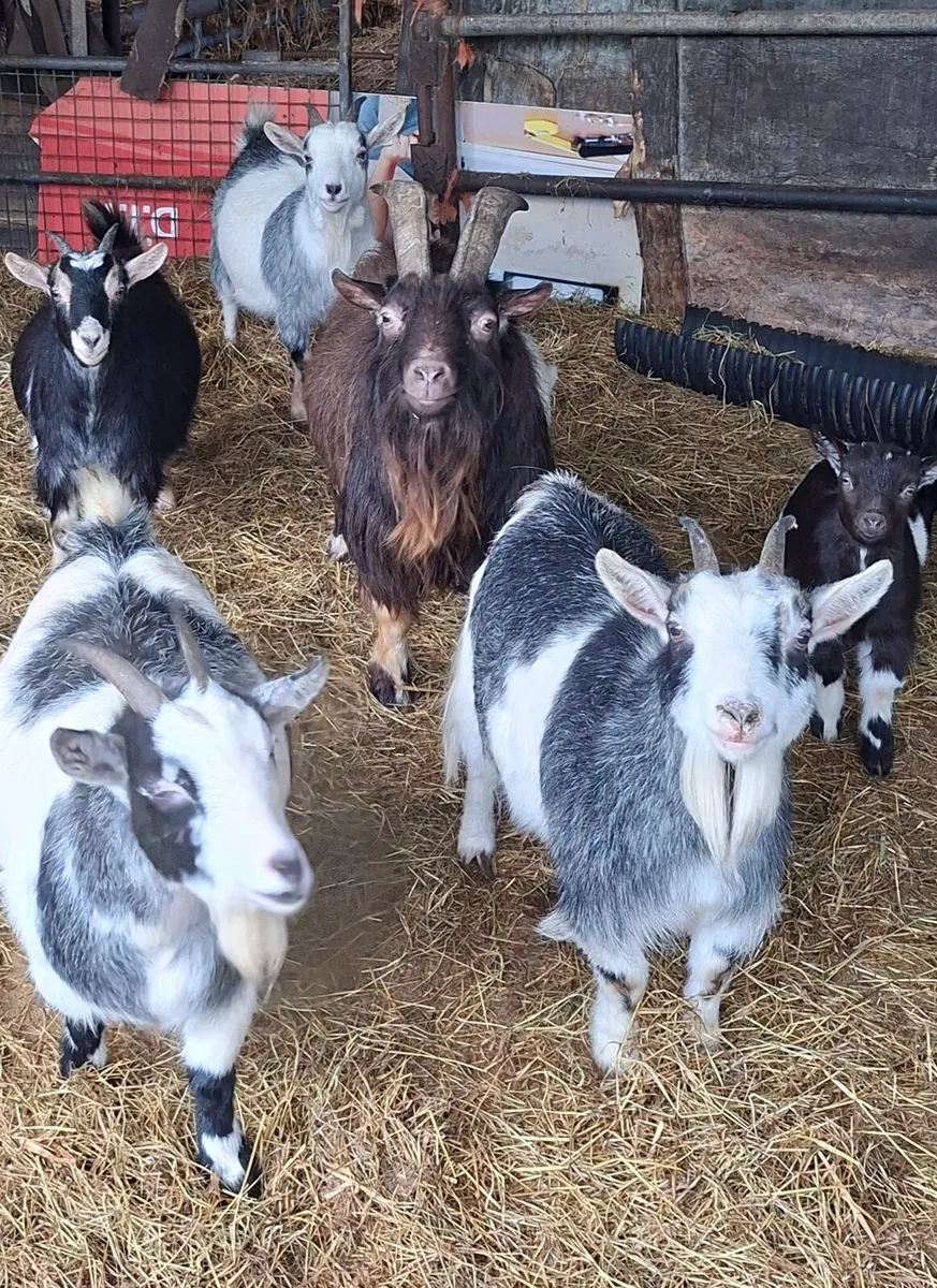 Pygmy Goats - Image 3