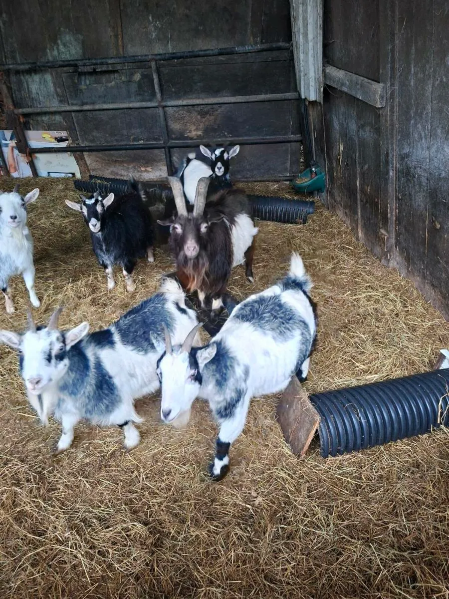 Pygmy Goats - Image 2