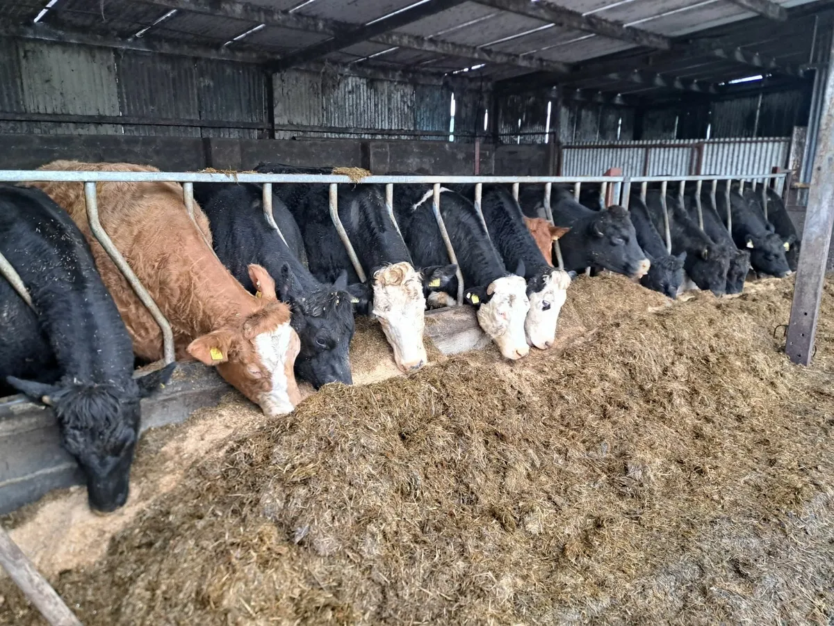 Heavy heifers - Image 2