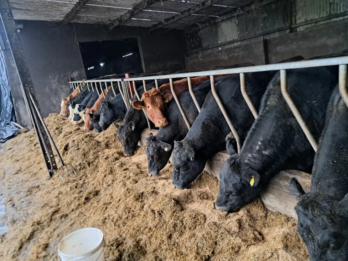 Heavy heifers - Image 1
