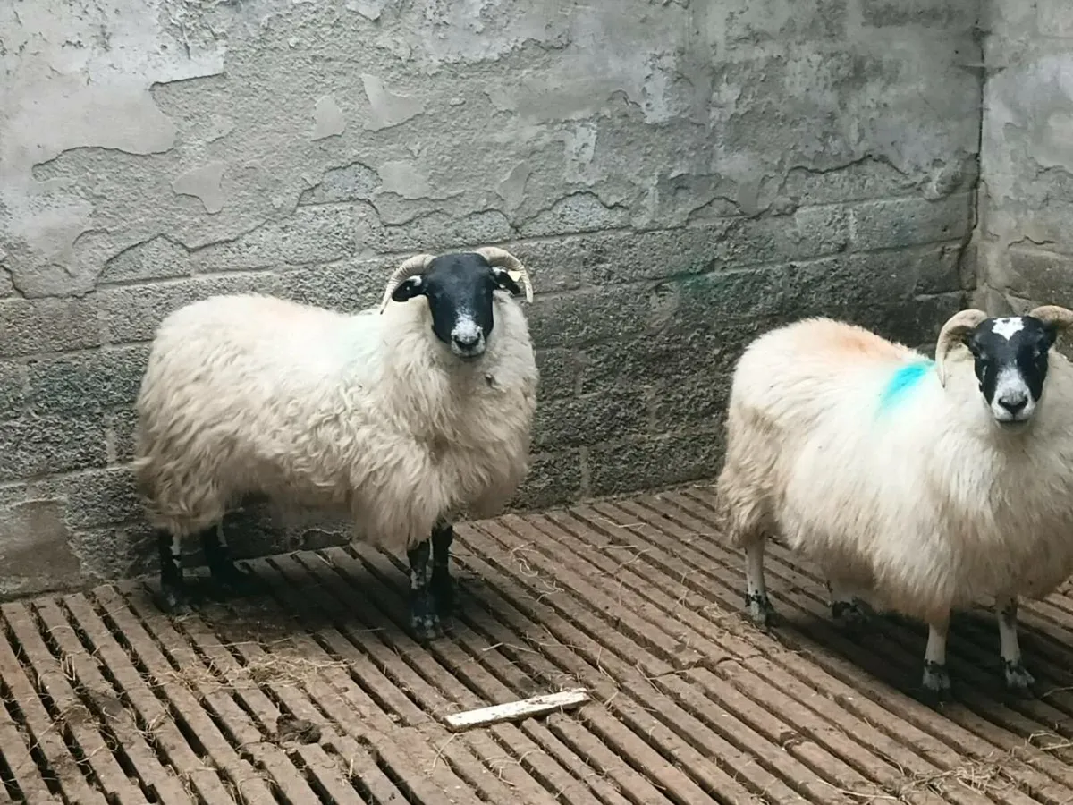 Ewes - Image 2
