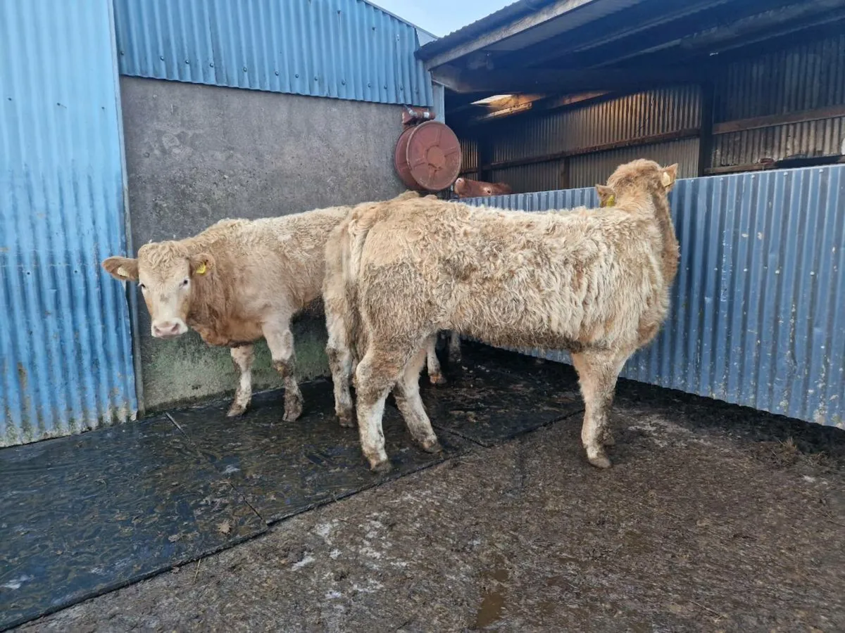 Breeding heifers - Image 1