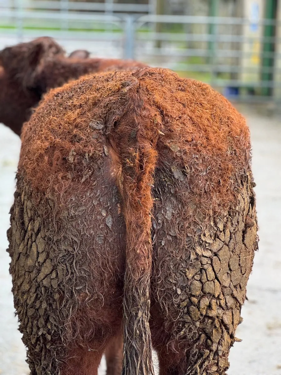 Pedigree Registered InCalf Salers heifer - Image 1