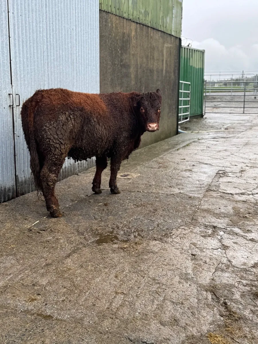 Pedigree Registered InCalf Salers heifer - Image 3