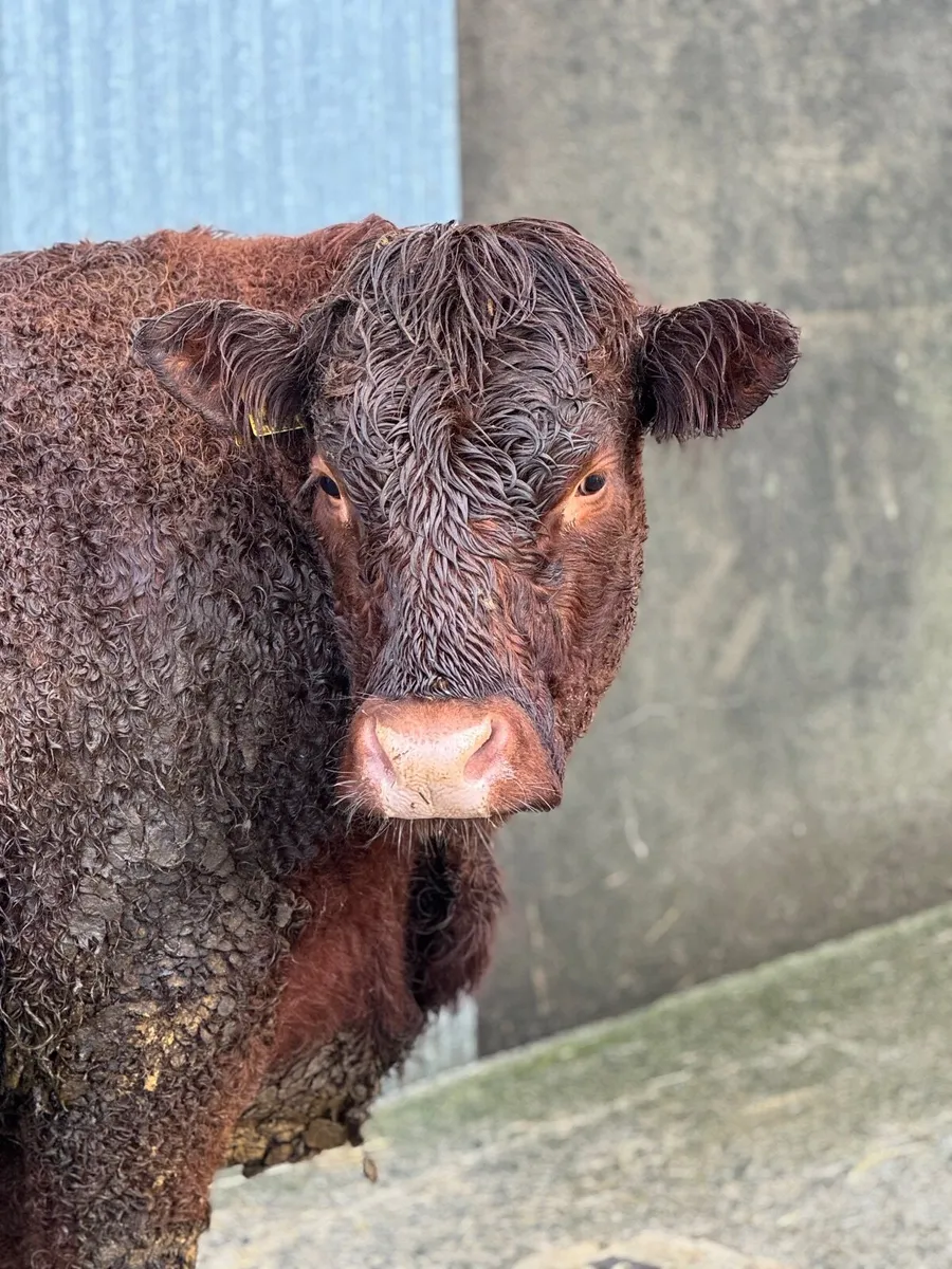 Pedigree Registered InCalf Salers heifer - Image 2