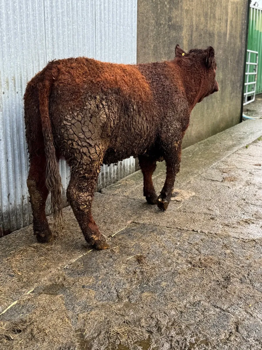 Pedigree Registered InCalf Salers heifer - Image 4