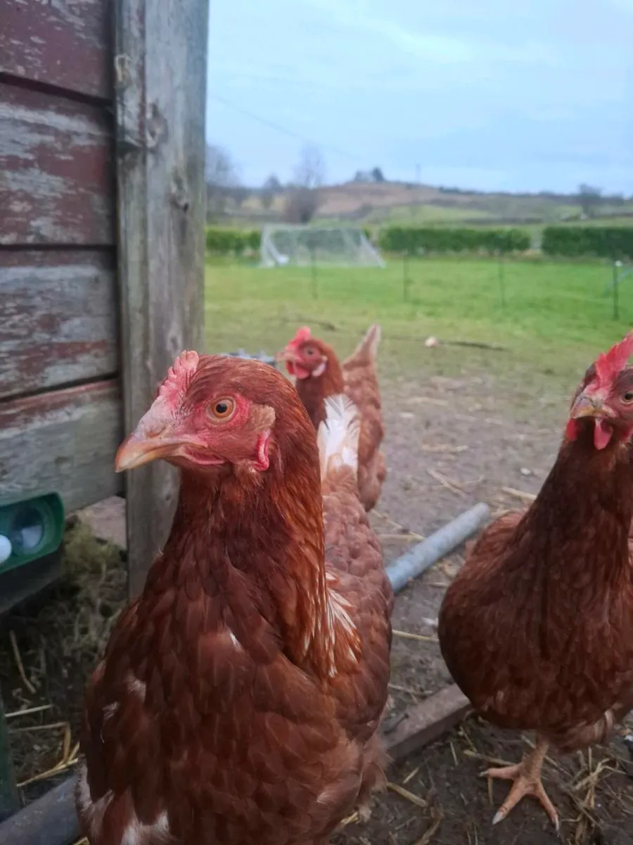 Rhode island reds - Image 3