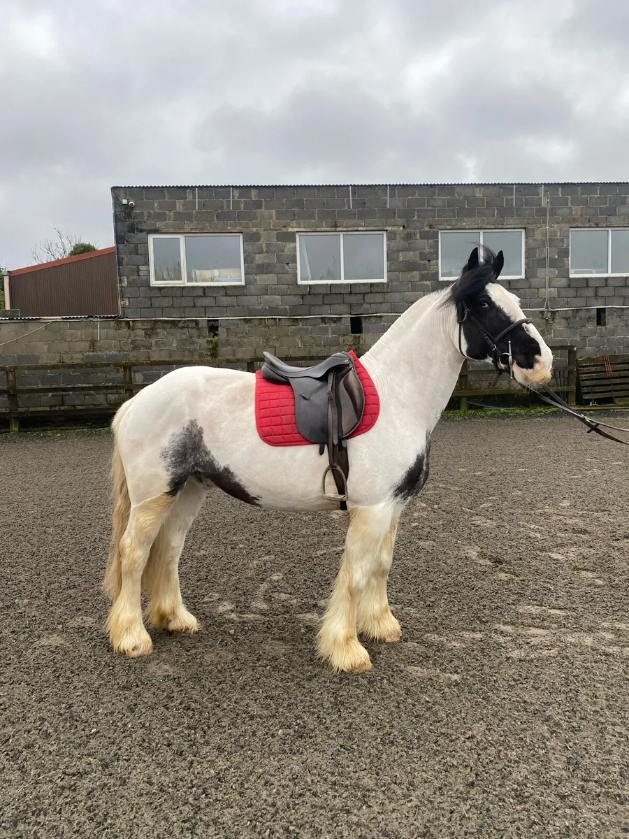 15.1 cob gelding - Image 2