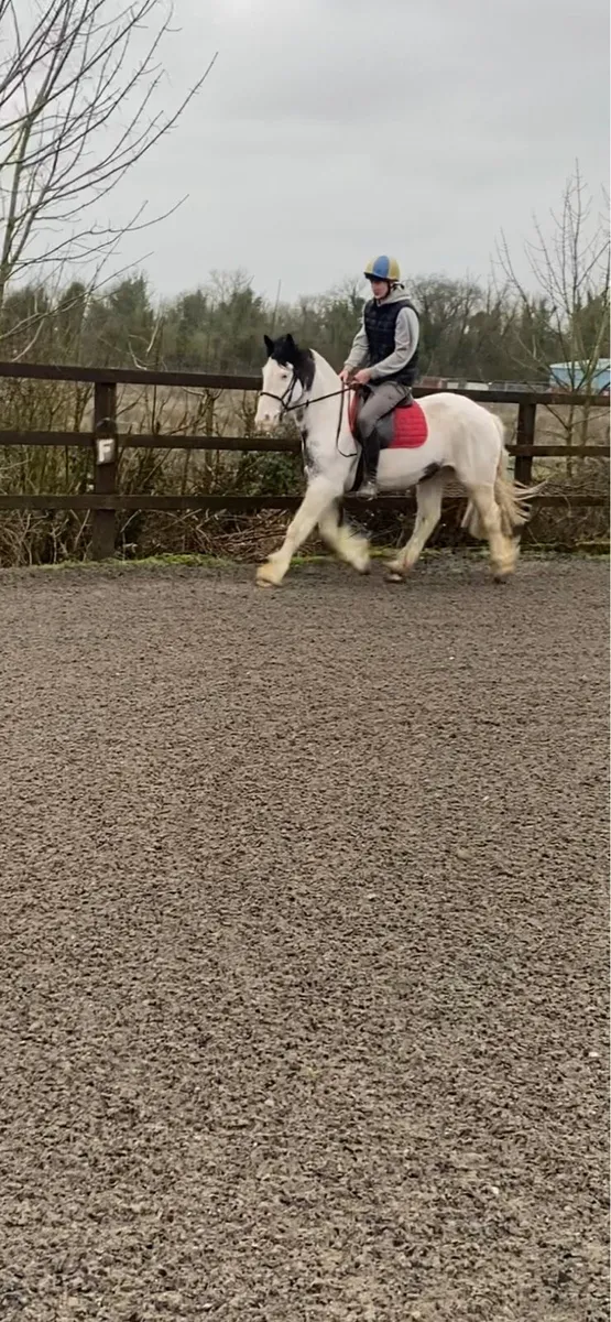 15.1 cob gelding - Image 3