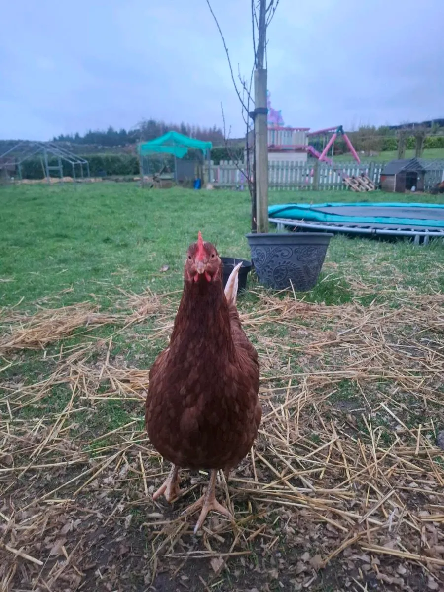 Rhode island reds - Image 4