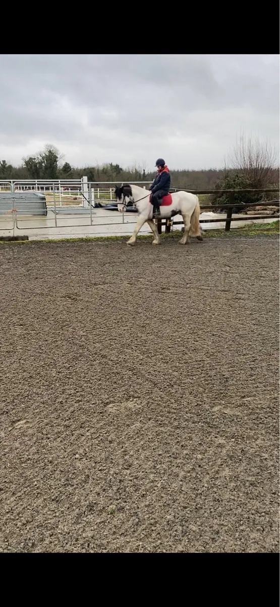 15.1 cob gelding - Image 4