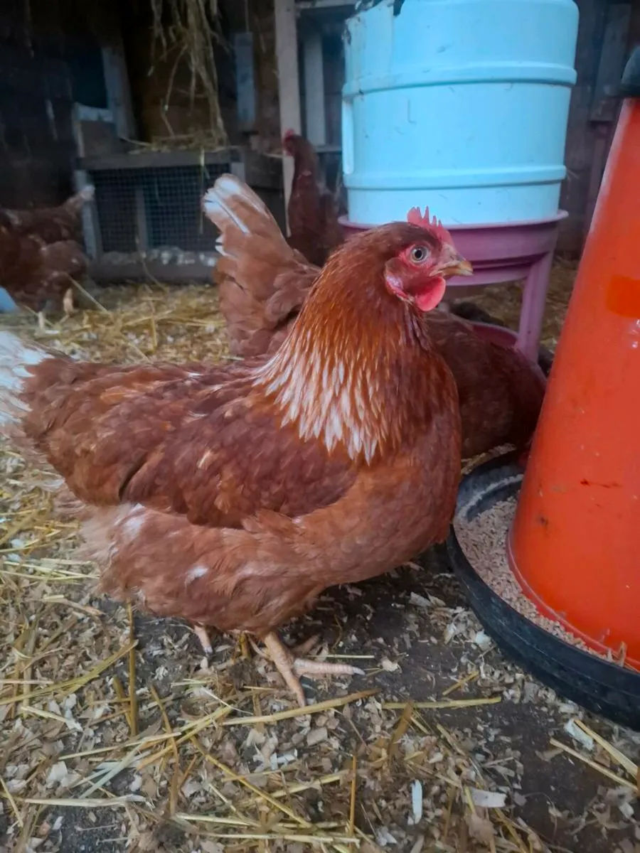 Rhode island reds - Image 1