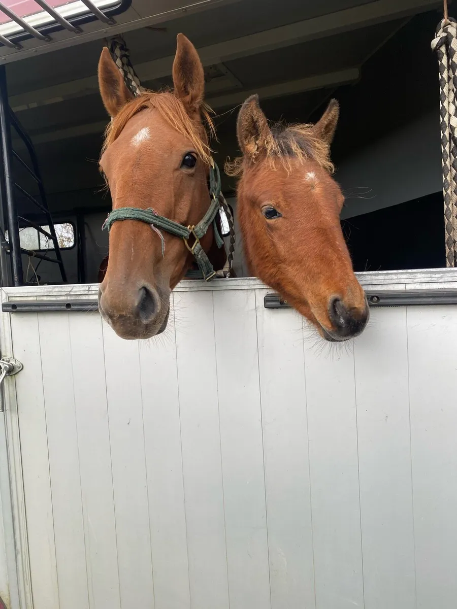 Cheap mare - Image 1