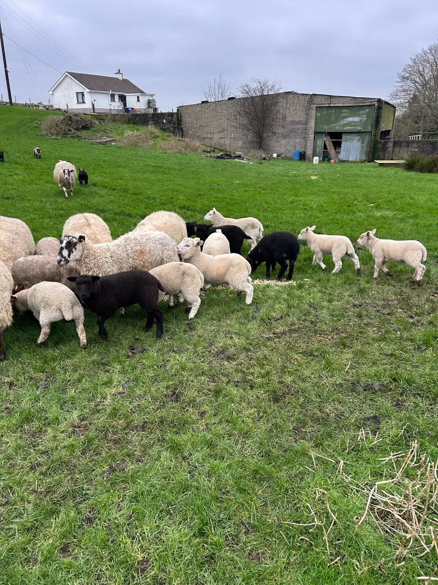 Ewes and lambs - Image 1