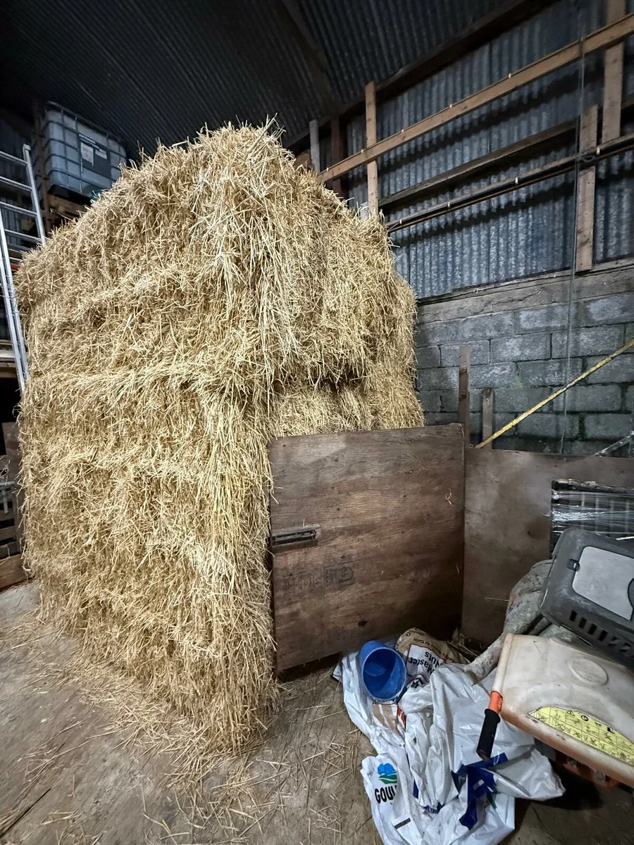 Large Barley Straw Bales - Image 2