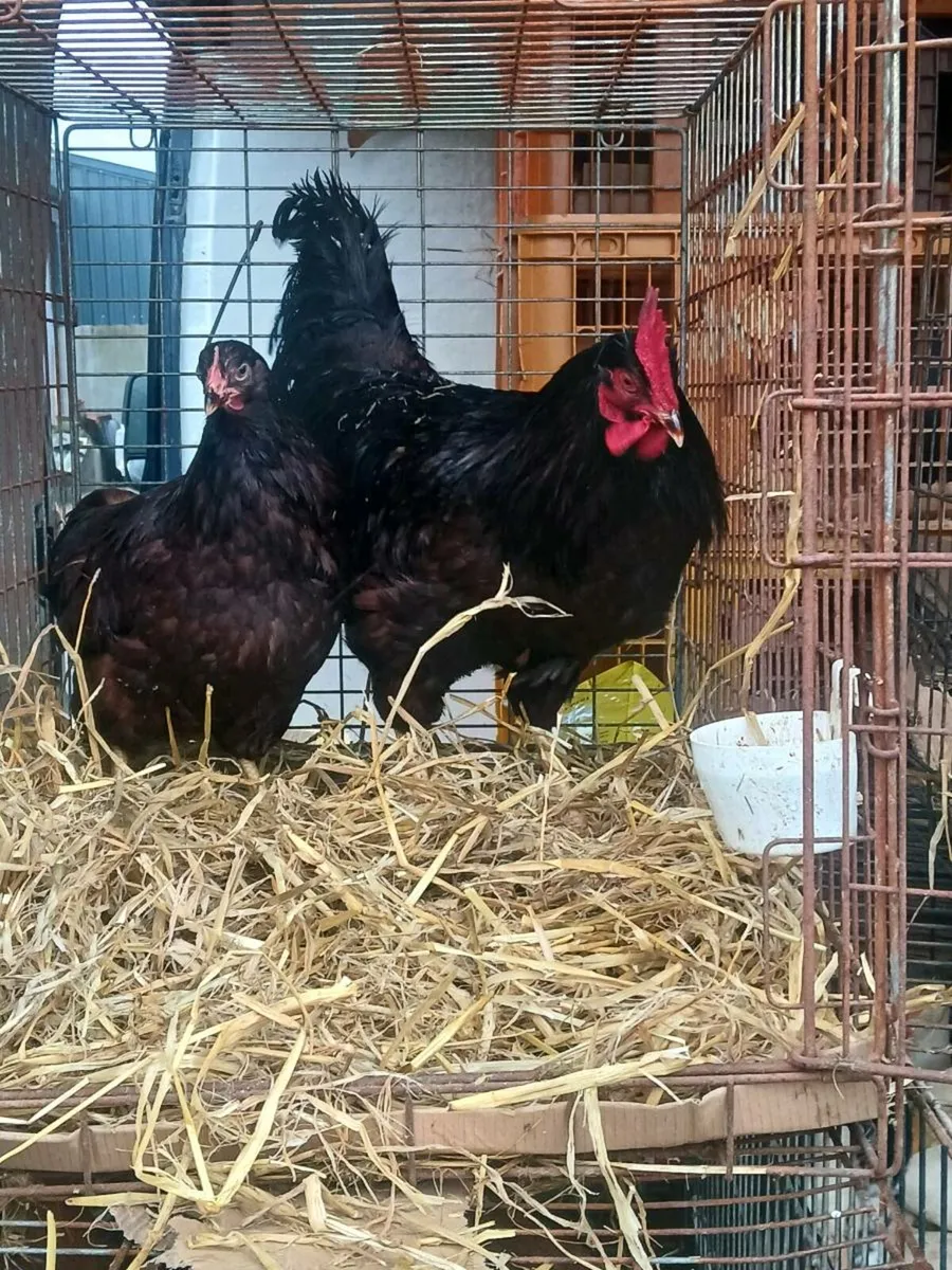Pullets,  ducks - Image 1