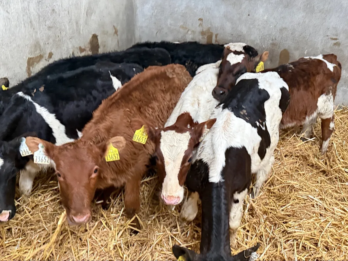 8 REARED SHORTHORN CALVES ( HOMEBRED) - Image 1