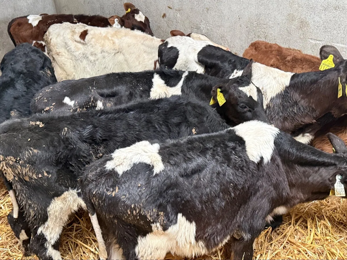 8 REARED SHORTHORN CALVES ( HOMEBRED) - Image 3