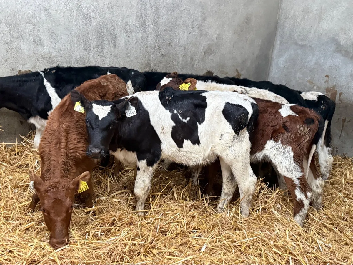 8 REARED SHORTHORN CALVES ( HOMEBRED) - Image 4