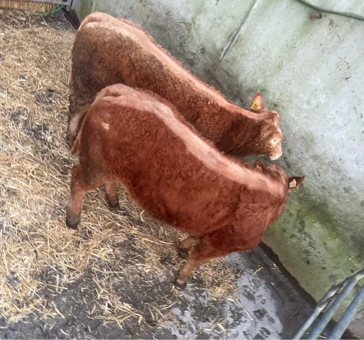 ☄️Limousine & Charolise Heifer Weanlings  ☄️ - Image 2