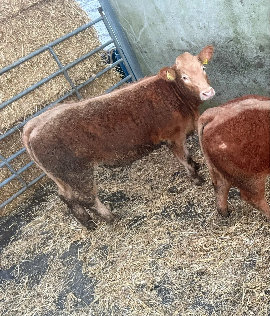 ☄️Limousine & Charolise Heifer Weanlings  ☄️ - Image 1