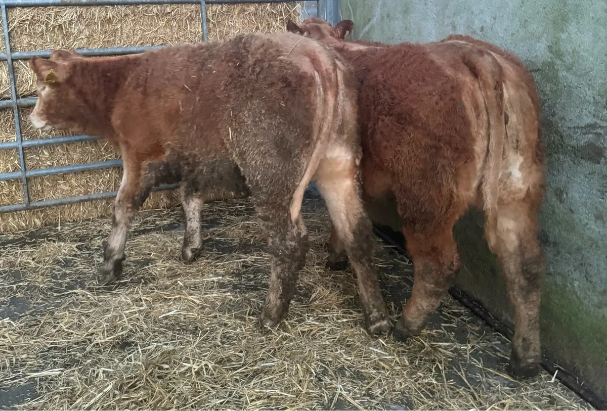 ☄️Limousine & Charolise Heifer Weanlings  ☄️ - Image 3