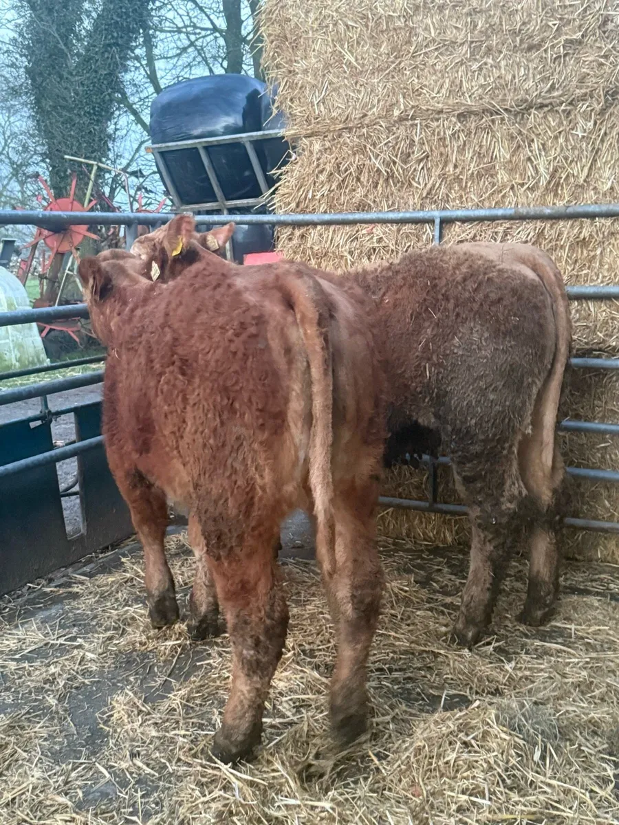 ☄️Limousine & Charolise Heifer Weanlings  ☄️ - Image 4