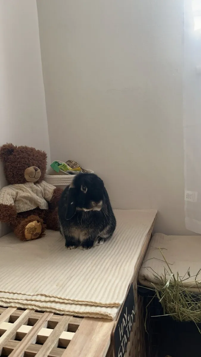 2 Mini Lop Rabbits - Image 1