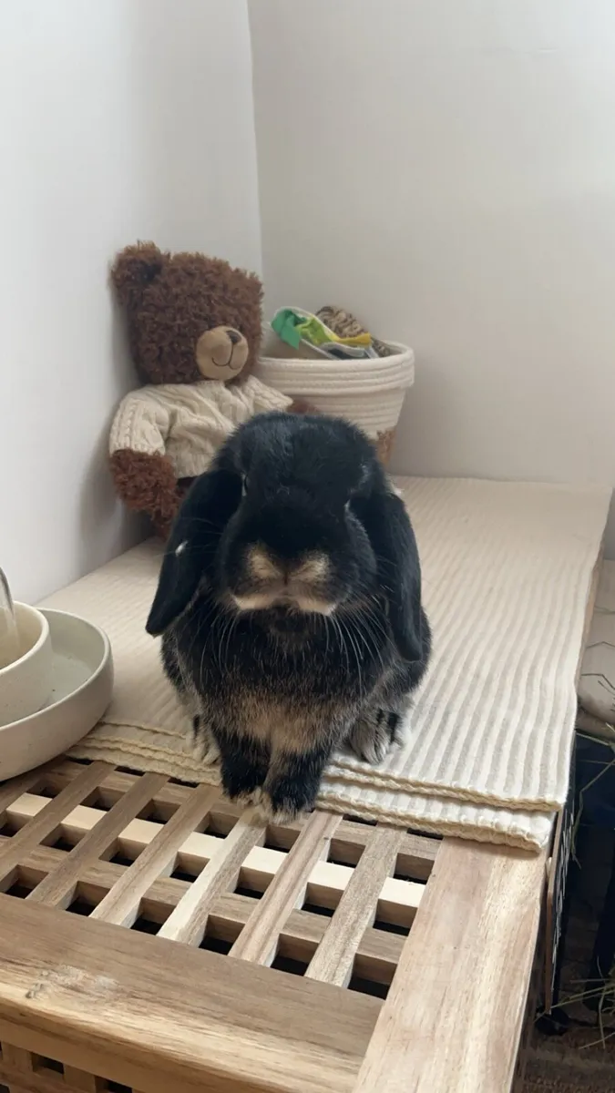 2 Mini Lop Rabbits - Image 2