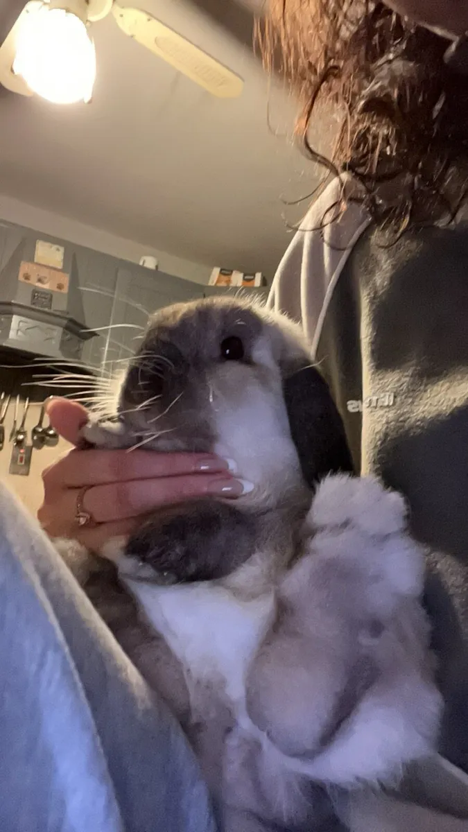 2 Mini Lop Rabbits - Image 4
