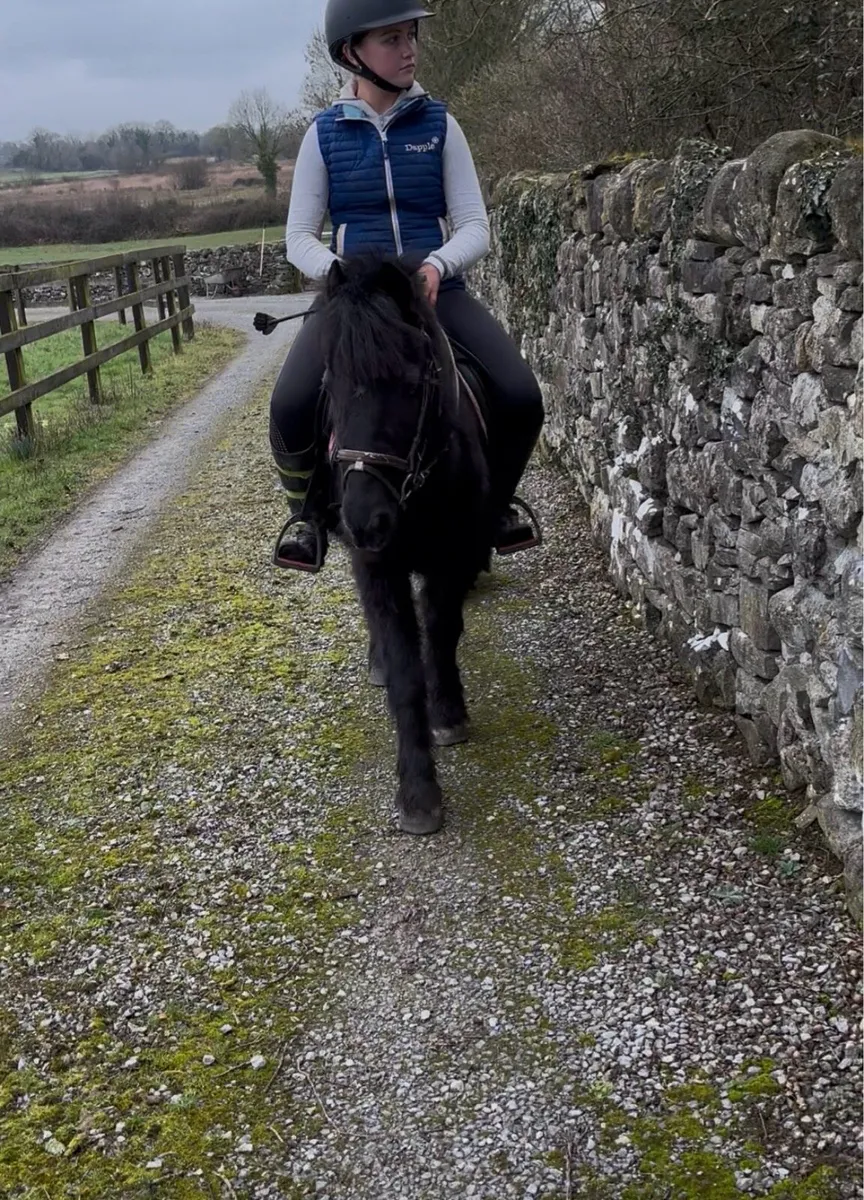 STARTER PONY…QUIET AGED GELDING😇 - Image 2