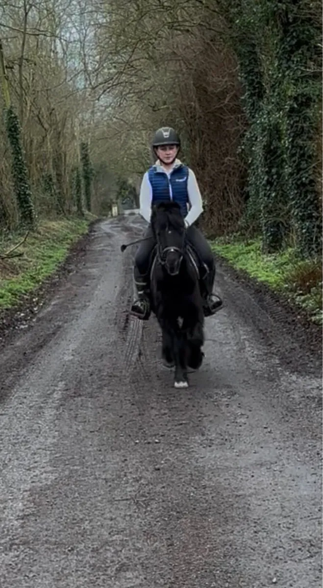 STARTER PONY…QUIET AGED GELDING😇 - Image 3