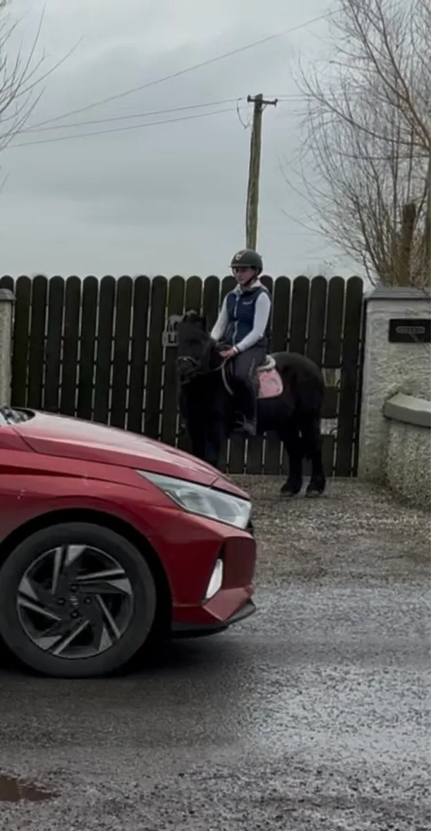 STARTER PONY…QUIET AGED GELDING😇 - Image 4