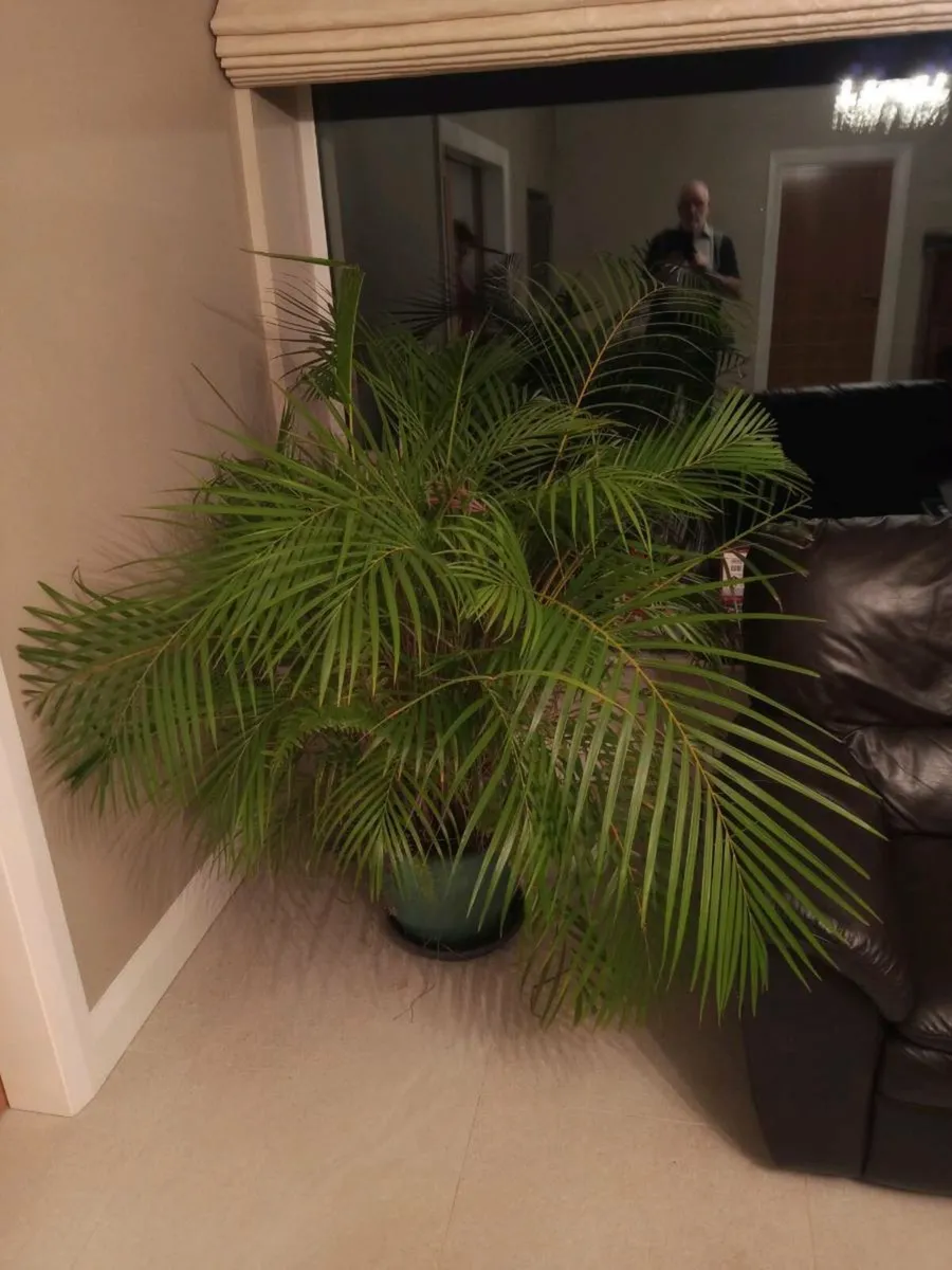 House plant