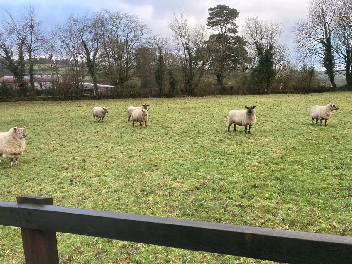 10 Suffolk ewes in lamb - Image 1