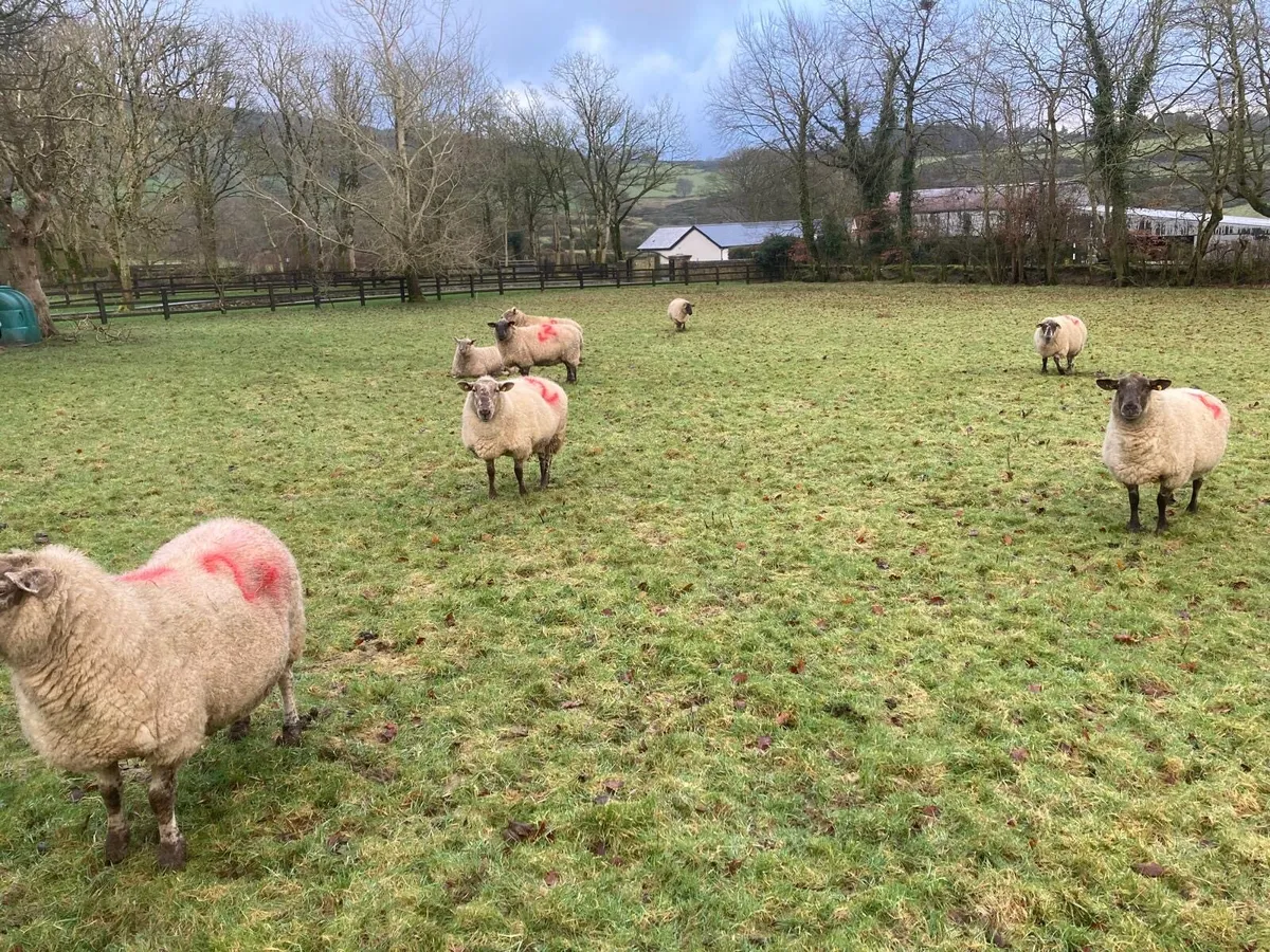 10 Suffolk ewes in lamb - Image 2