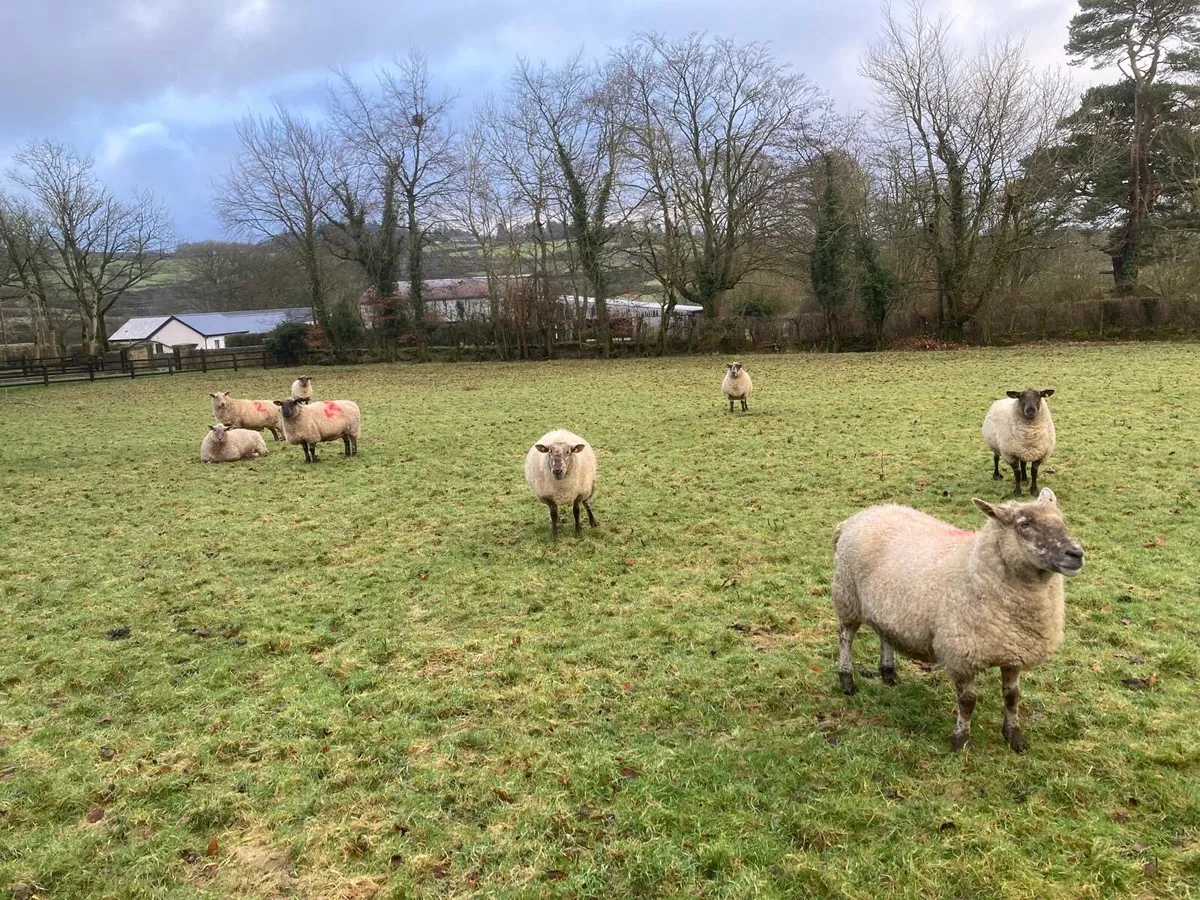 10 Suffolk ewes in lamb - Image 4