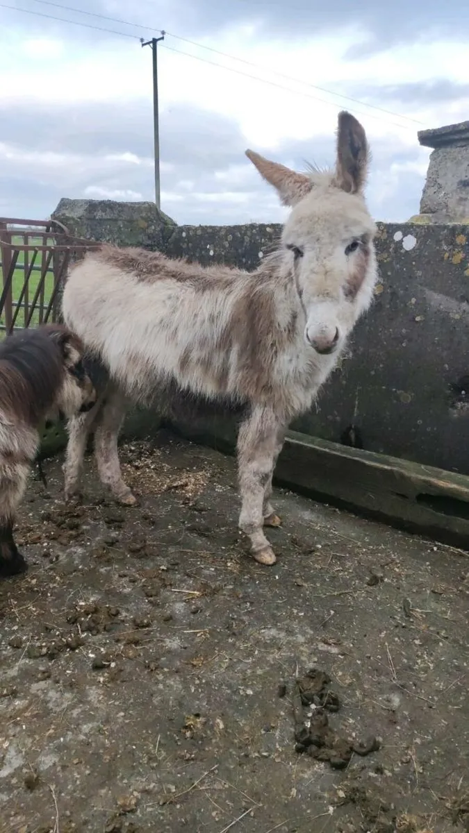 Piebald Donkey Yearling - Image 1
