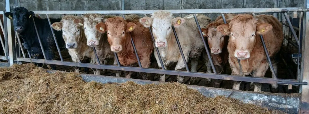 7 Weanling Heifers Balla Mart Tues Eve 10th Feb - Image 2