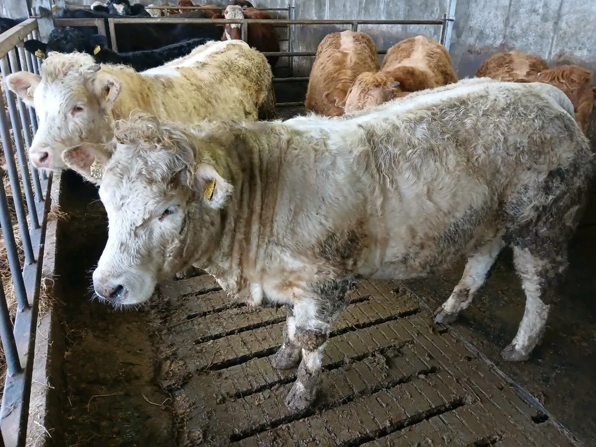7 Weanling Heifers Balla Mart Tues Eve 10th Feb - Image 1