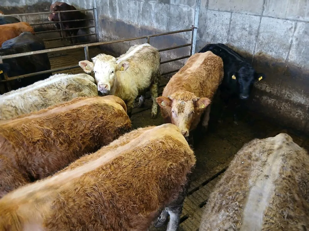 7 Weanling Heifers Balla Mart Tues Eve 10th Feb - Image 3