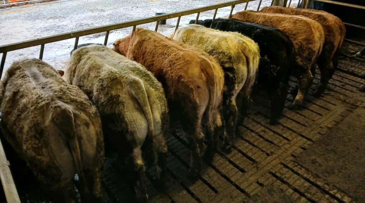 7 Weanling Heifers Balla Mart Tues Eve 10th Feb - Image 4